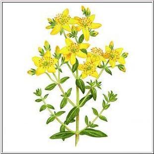 St. John's Wart=